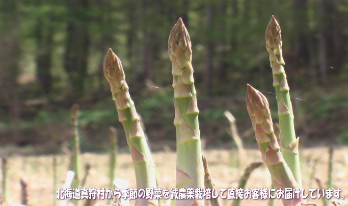 アスパラ−トップ01